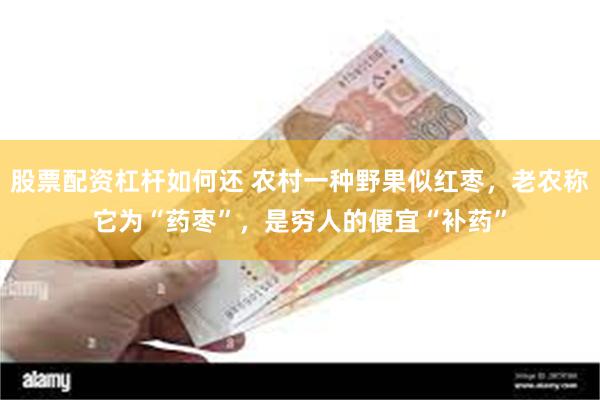股票配资杠杆如何还 农村一种野果似红枣，老农称它为“药枣”，是穷人的便宜“补药”